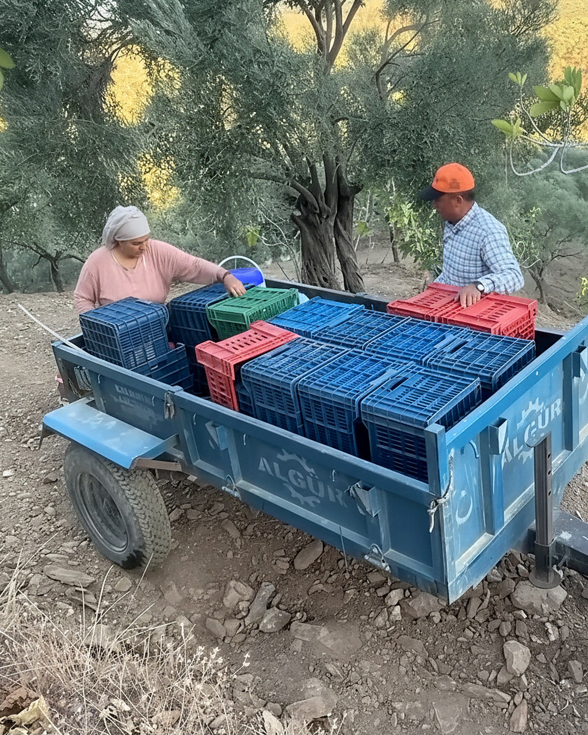 Hasat taşıma — kasalarda Orta Boy kuru incir