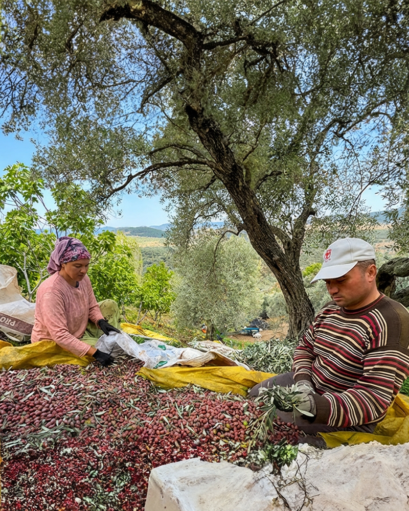 Soğuk Sıkım Zeytinyağı Etiket ve Sertifika Detayı