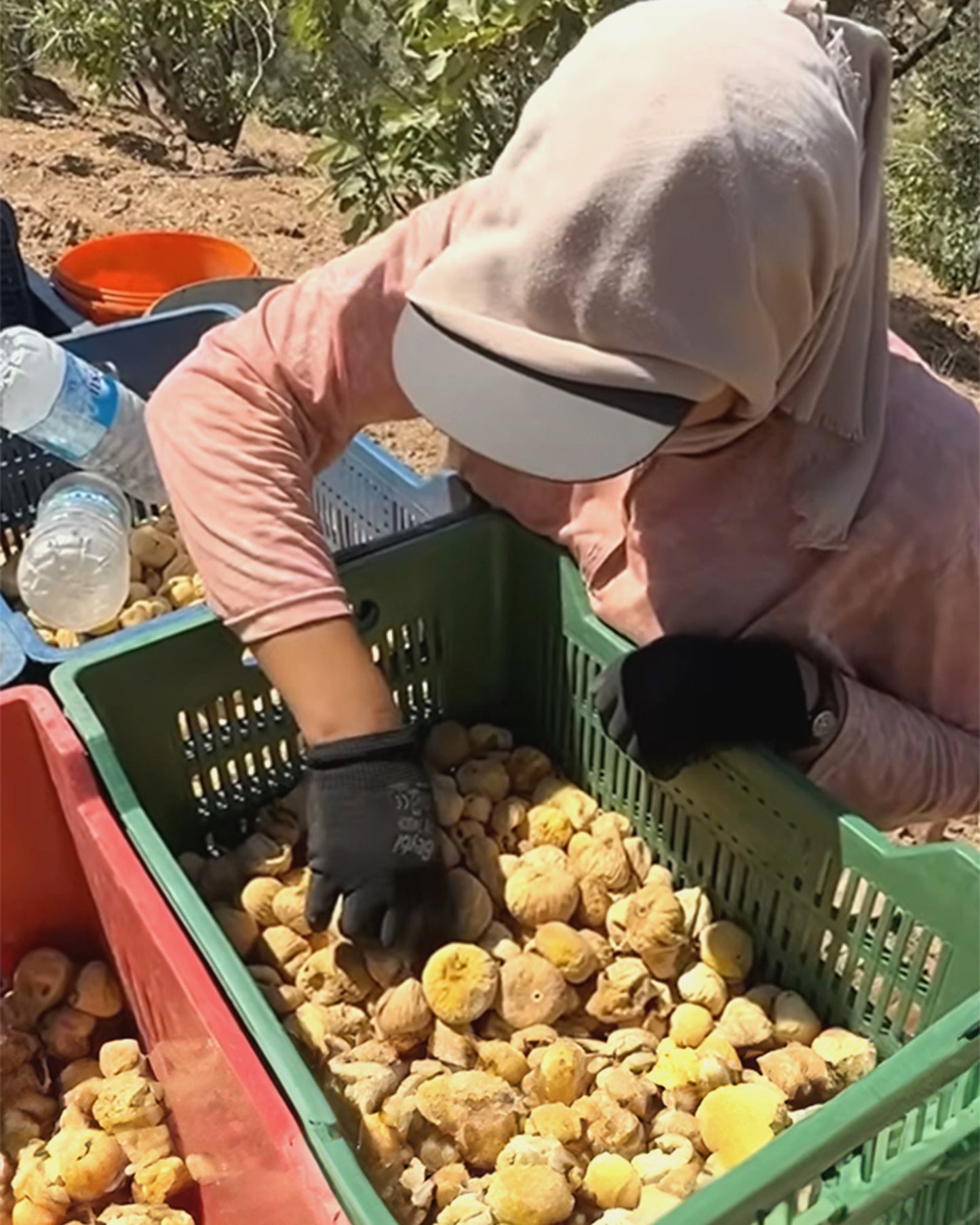Germencik'te kasalarda kuru incir ayıklanması