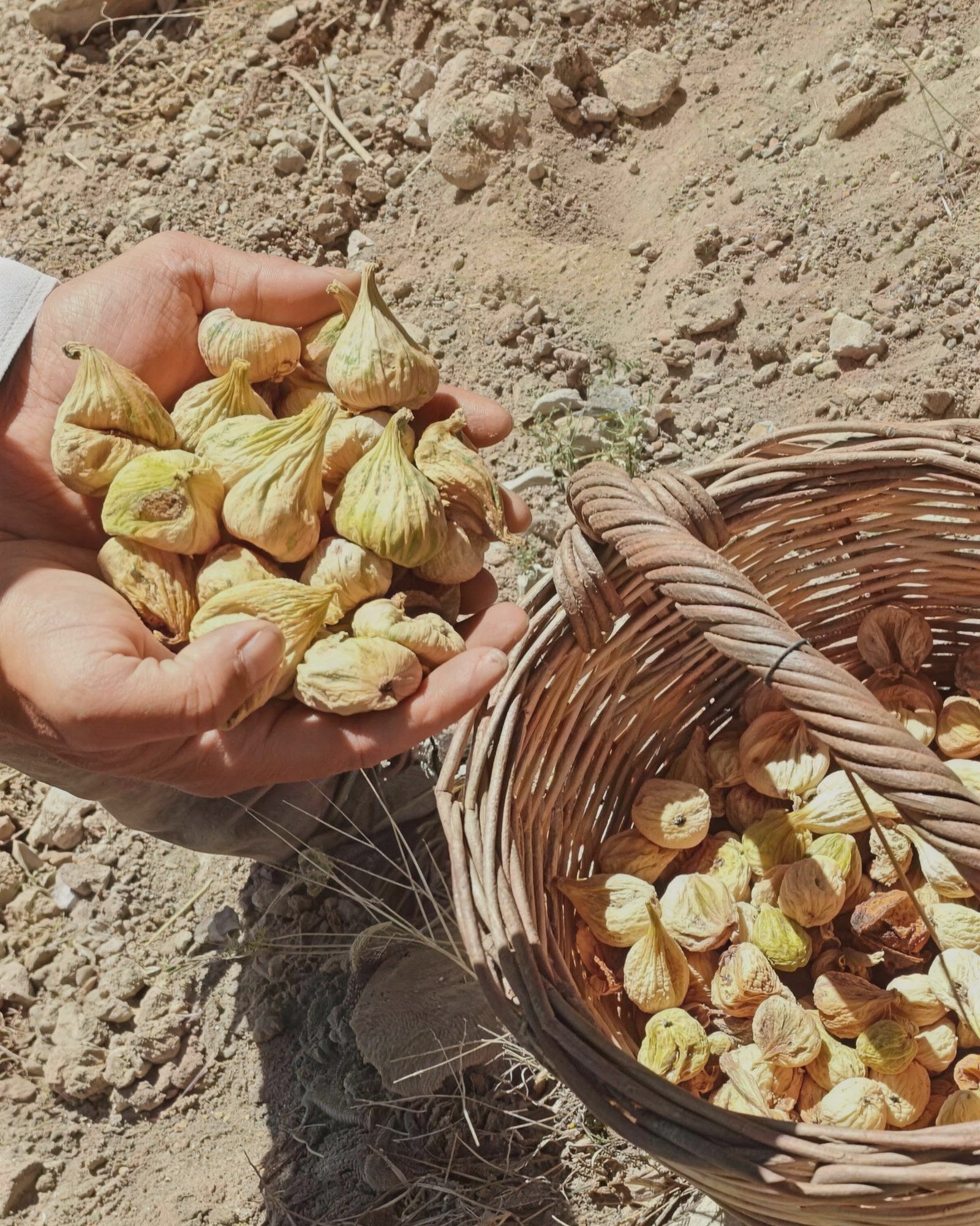 Hasat sonrası elde ve sepette Aydın dağ inciri