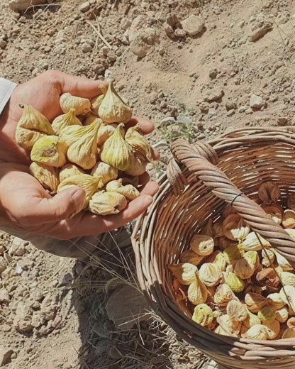 Hasat sonrası elde ve sepette Aydın dağ inciri