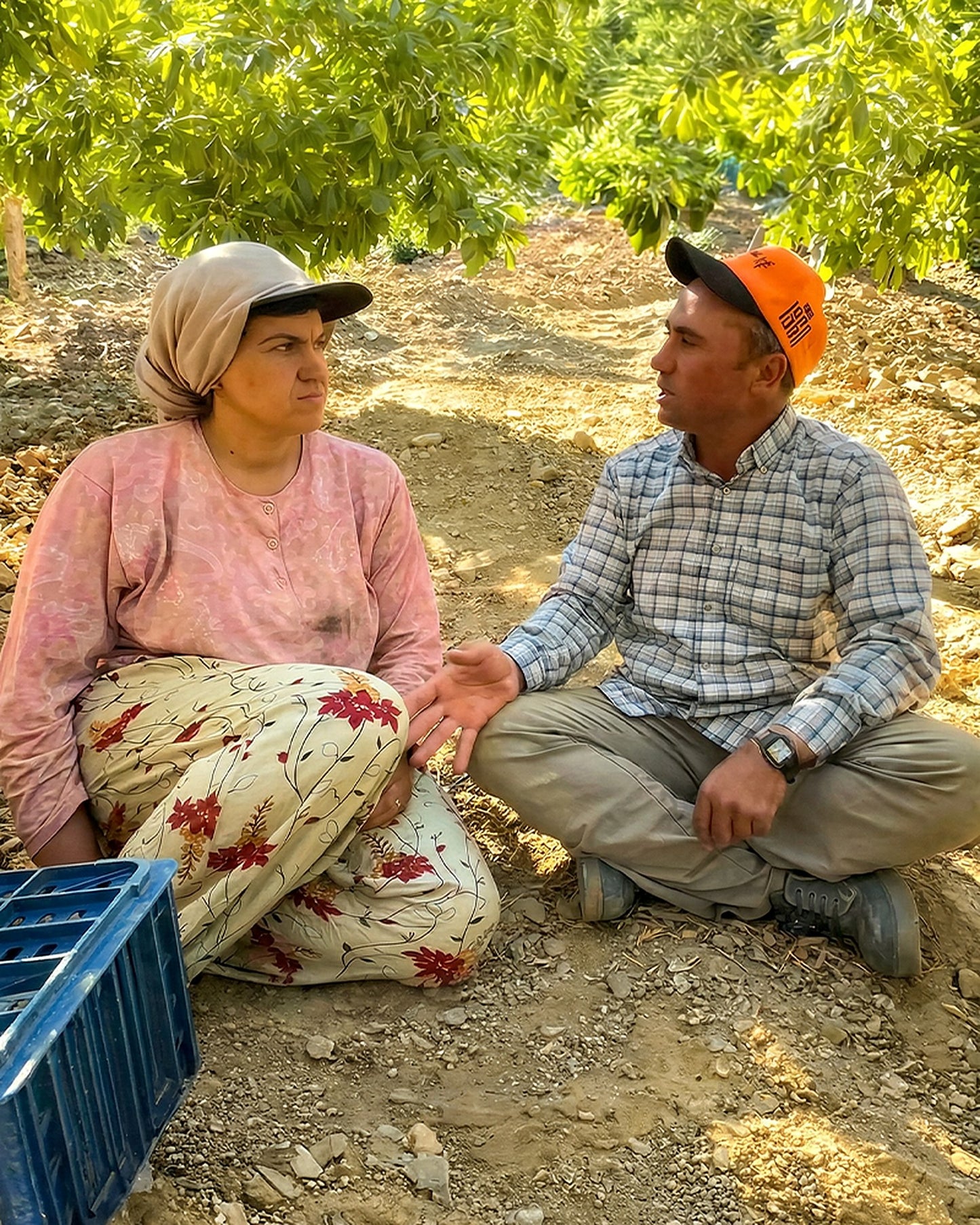 Germencik dağ bahçesinde incir hasadı