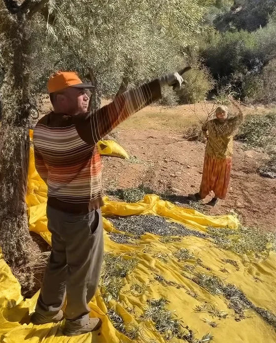 Erken Hasat Zeytinyağı Polifenol Değeri Bilgisi