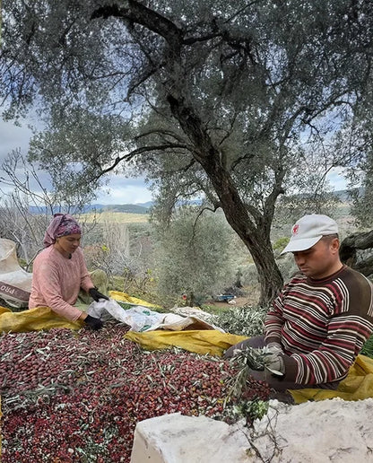 Naturel Sızma Erken Hasat Zeytinyağı Özellikleri