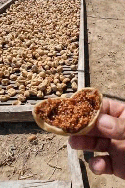 Aydın Dağ İnciri Orta Boy Yakın Çekim